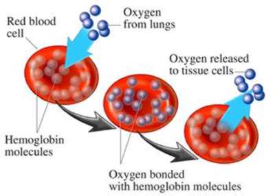 hemoglobin, red blood cells and oxygen hemoglobin, red blood cells and oxygen