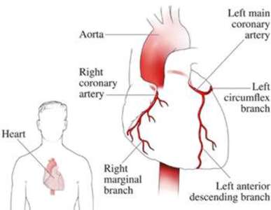 The coronary arteries of the heart