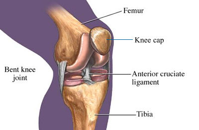 Anterior Cruciate Ligament (ACL) Anterior Cruciate Ligament