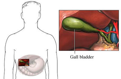 The gall bladder Gall bladder