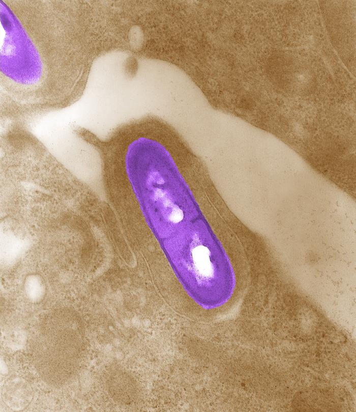 Listeria under microscope