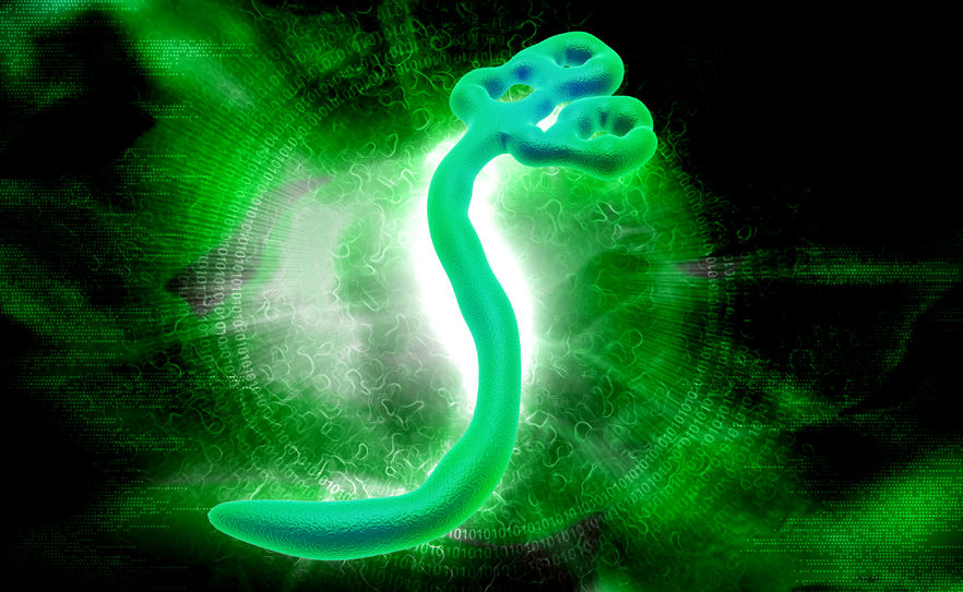 Ebola Virus Illustration