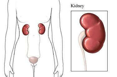 Kidneys