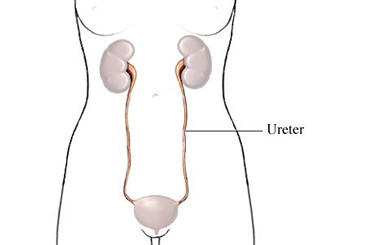 Ureters